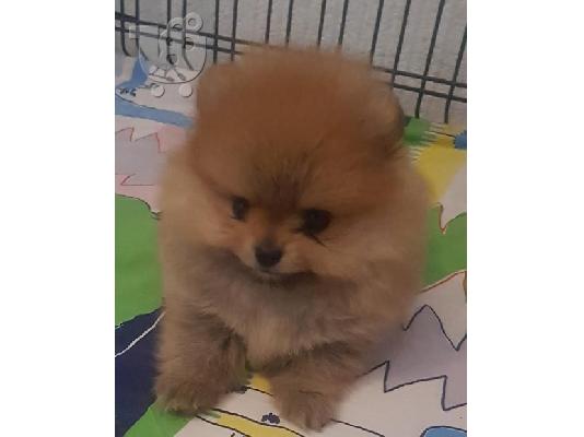Καθαρόαιμα κουτάβια Pomeranian BOO